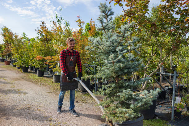 Reliable Moyie Springs, ID Tree Service Solutions